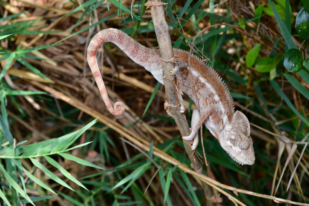 Encounter on Tsiribihina R.